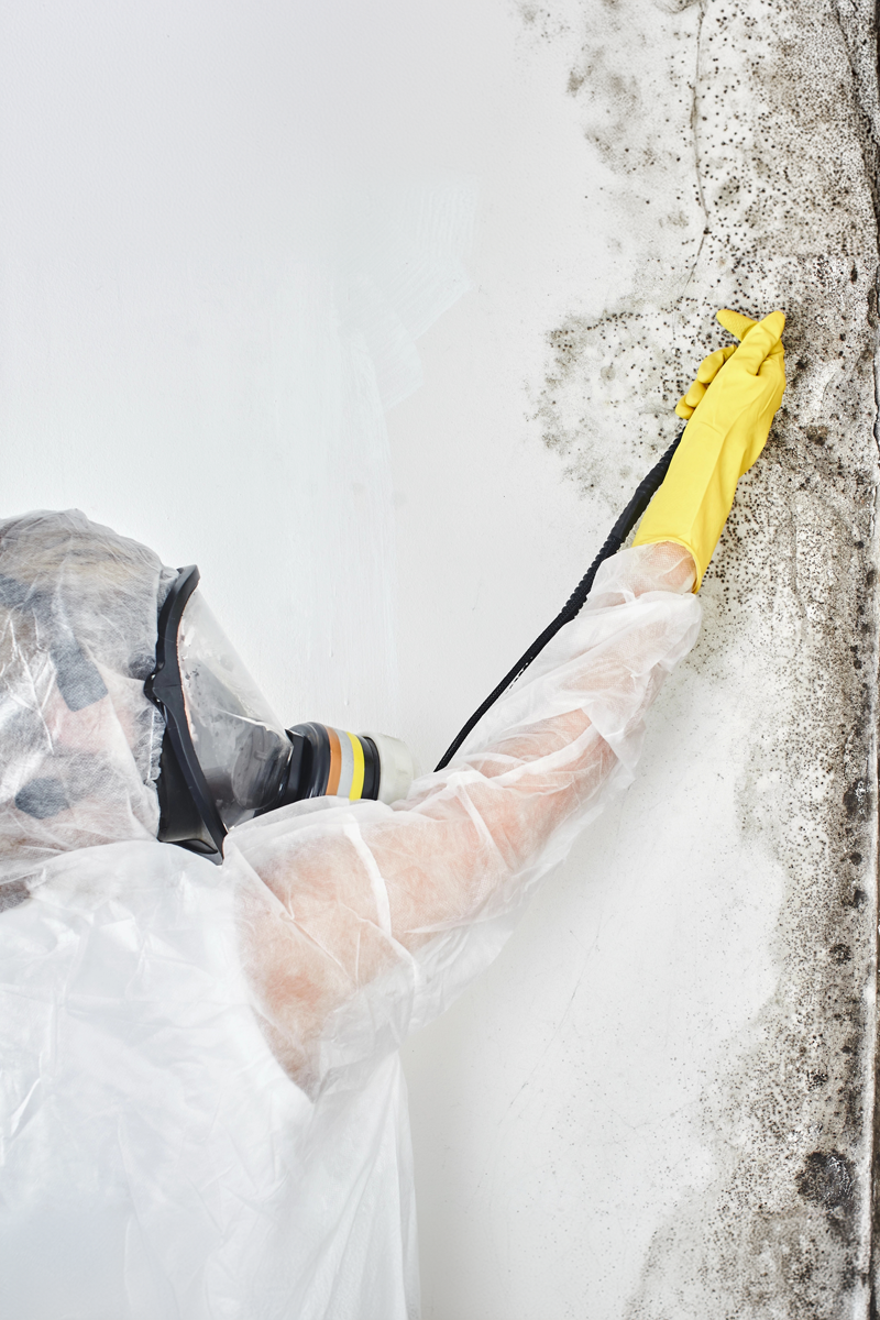 MOLD-CLEAN-H