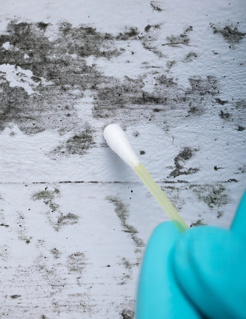 MOLD-CLEAN-H3